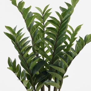 Διακοσμητικό φυτό με γλάστρα Zamia Πράσινο 52x52x88 cm - Img 2