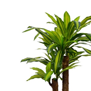 Διακοσμητικό φυτό Dracaena σε γλάστρα πράσινο πλαστικό PP H110 cm - Img 2
