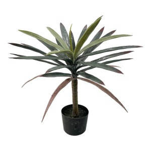 Διακοσμητικό φυτό Dracaena Πράσινο 62 cm