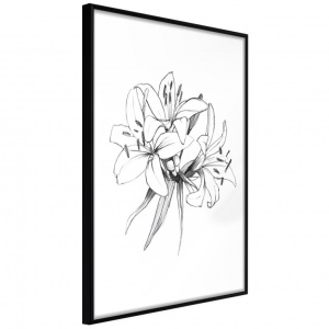 Πόστερ - Sketch of Lillies, με μαύρη κορνίζα, 30x45 cm