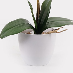Διακοσμητικό φυτό με γλάστρα Orchid Λευκό 36x17x65 cm - Img 3