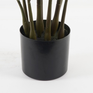 Διακοσμητικό φυτό με γλάστρα Zamia Πράσινο 52x52x88 cm - Img 3