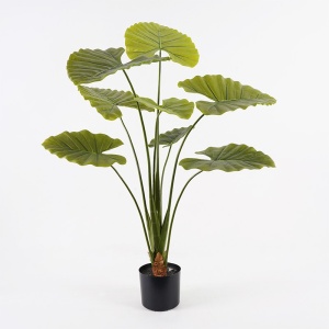Διακοσμητικό φυτό με γλάστρα Alocasia Πράσινο 90x90x120 cm