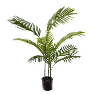 Διακοσμητικό φυτό κήπου Areca Pako World Μαύρο 80x80x80 cm