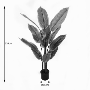 Διακοσμητικό φυτό με γλάστρα Calathea Πράσινο 68x68x120 cm - Img 4