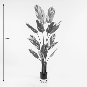 Διακοσμητικό φυτό Aglaonema Πράσινο 80x80x150 cm - Img 4