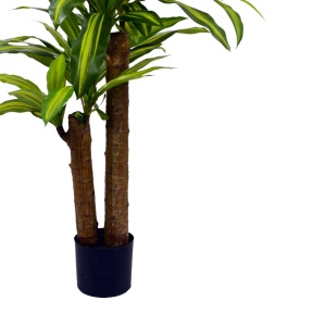 Διακοσμητικό φυτό Dracaena σε γλάστρα πράσινο πλαστικό PP H110 cm - Img 3