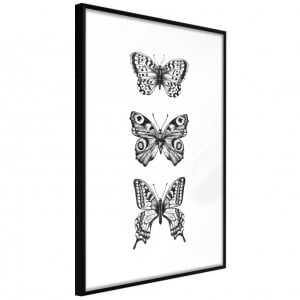Πόστερ - Butterfly Collection III, με μαύρη κορνίζα, 30x45 cm