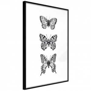 Πόστερ - Butterfly Collection III, με μαύρη κορνίζα, 30x45 cm