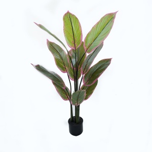 Διακοσμητικό φυτό με γλάστρα Calathea Πράσινο 68x68x120 cm