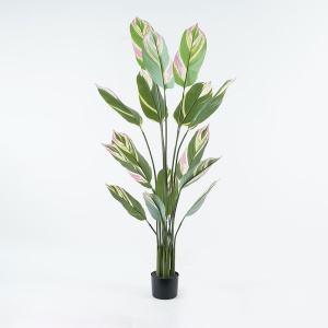 Διακοσμητικό φυτό Aglaonema Πράσινο 80x80x150 cm