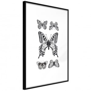 Πόστερ - Butterfly Collection IV, με μαύρη κορνίζα, 40x60 cm