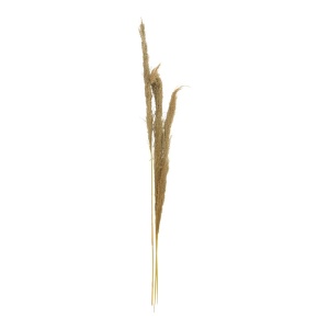 Σετ 3 διακοσμητικά pampas Beroun Natural H140 cm