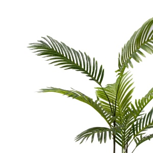 Διακοσμητικό φυτό κήπου Areca Pako World Μαύρο 80x80x80 cm - Img 2