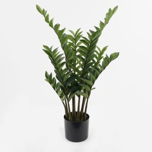 Διακοσμητικό φυτό με γλάστρα Zamia Πράσινο 52x52x88 cm