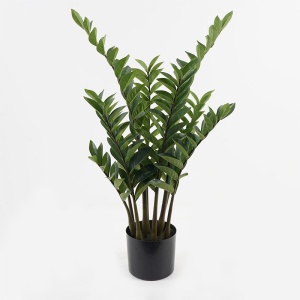 Διακοσμητικό φυτό με γλάστρα Zamia Πράσινο 52x52x88 cm