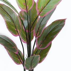 Διακοσμητικό φυτό με γλάστρα Calathea Πράσινο 68x68x120 cm - Img 2