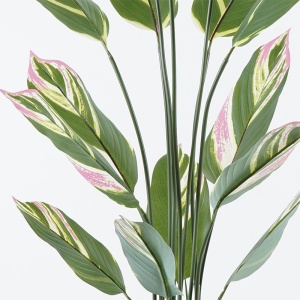 Διακοσμητικό φυτό Aglaonema Πράσινο 80x80x150 cm - Img 2