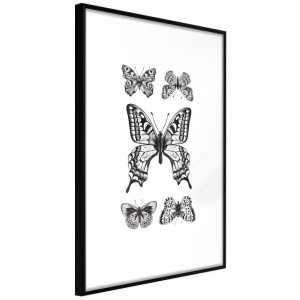 Πόστερ - Butterfly Collection IV, με μαύρη κορνίζα, 30x45 cm