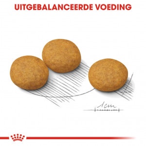 Royal Canin Suva hrana za pse Medium Dermacomfort 3kg. - Img 2