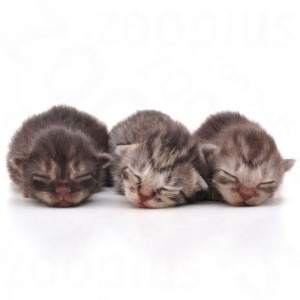 Royal Canin Instant mleko za prehranu mačića 300gr - Baby cat milk - Img 2