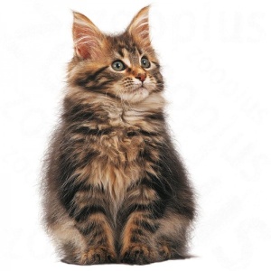 Royal Canin Suva hrana za mačiće Kitten Maine Coon - 400gr. - Img 4