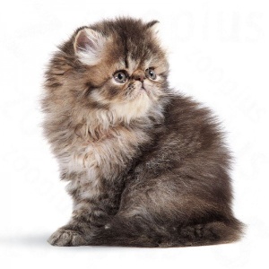 Royal Canin Suva hrana za persijske mačiće Kitten Persian - 2kg. - Img 4