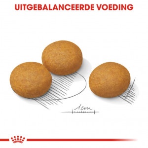 Royal Canin Suva hrana za pse Maxi Dermacomfort 3kg. - Img 4