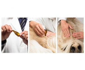 Dermoscent Essential 6 spot-on Ampula za pse od 20-40kg. - Img 2