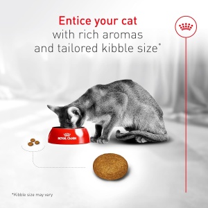 Royal Canin Fussy Exigent Hrana za izbirljive mačke 10kg (1836) - Img 5