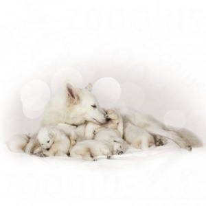 Royal Canin Mleko u prahu za štence Babydog Milk 400gr. - Img 2