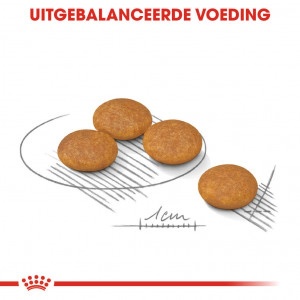 Royal Canin Suva hrana za pse Mini Dermacomfort 3kg. - Img 3