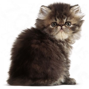 Royal Canin Suva hrana za persijske mačiće Kitten Persian - 400gr. - Img 4