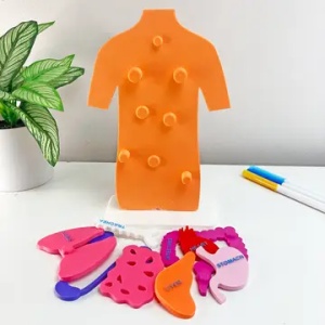 Puzzle 3D – Anatomia Corpului Uman și Organele Interne 5