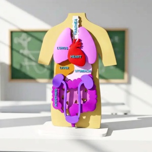 Puzzle 3D – Anatomia Corpului Uman și Organele Interne 4
