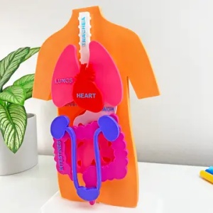 Puzzle 3D – Anatomia Corpului Uman și Organele Interne 3