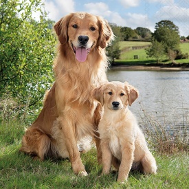 Șervețel decorativ mare de masă Golden Retriever - Img 2