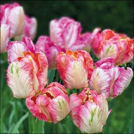 Șervețel decorativ mare de masă Parrot Tulips - Img 2