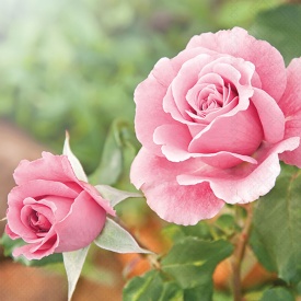 Șervețel decorativ mare de masă Roses in the garden - Img 2