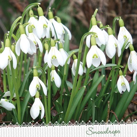 Șervețel decorativ mare de masă Snowdrops - Img 2