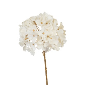 Ramură de hortensie