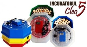 Incubator electric Cleo 5