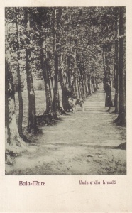 Baia-Mare. Vedere din Livada (necirculata, 1925)