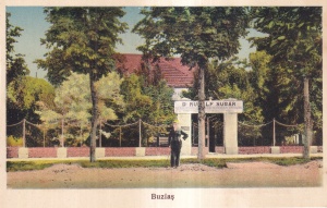 Buzias (necirculata)