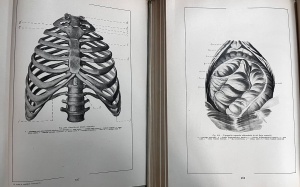 Dr. V. Ghetie, Dr. E. Pastea, Dr. I. Riga - Atlas de anatomie comparativa, 2 volume - Img 2