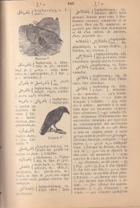 Diran Kelekian - Dictionnaire turc-francais, 2 volume (1911) - Img 3