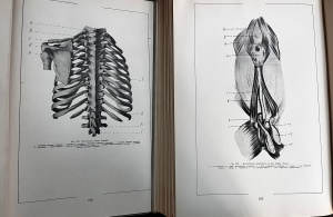 Dr. V. Ghetie, Dr. E. Pastea, Dr. I. Riga - Atlas de anatomie comparativa, 2 volume - Img 3