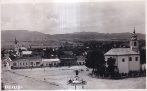 Beius (necirculata) - Img 1
