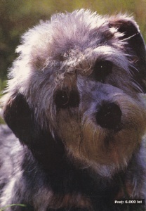 Pedigri, revista iubitorilor de animale. Totul despre husky siberian, anul 1, numarul 4 - Img 2