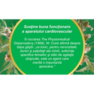 Ceai Talpa Gâștei iarbă C42, 50 g, Fares - Img 4